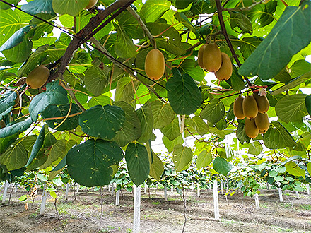 开云电竞在线基地展示三