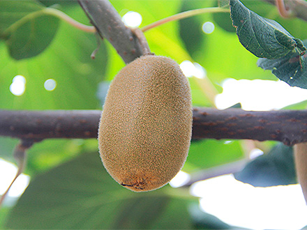 开云电竞在线基地展示二