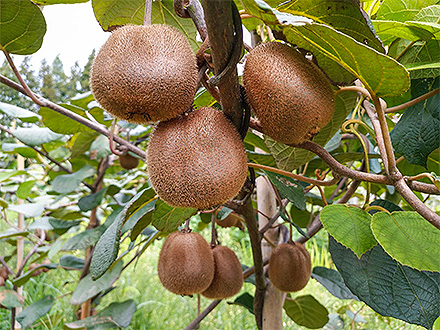 开云电竞在线基地展示六